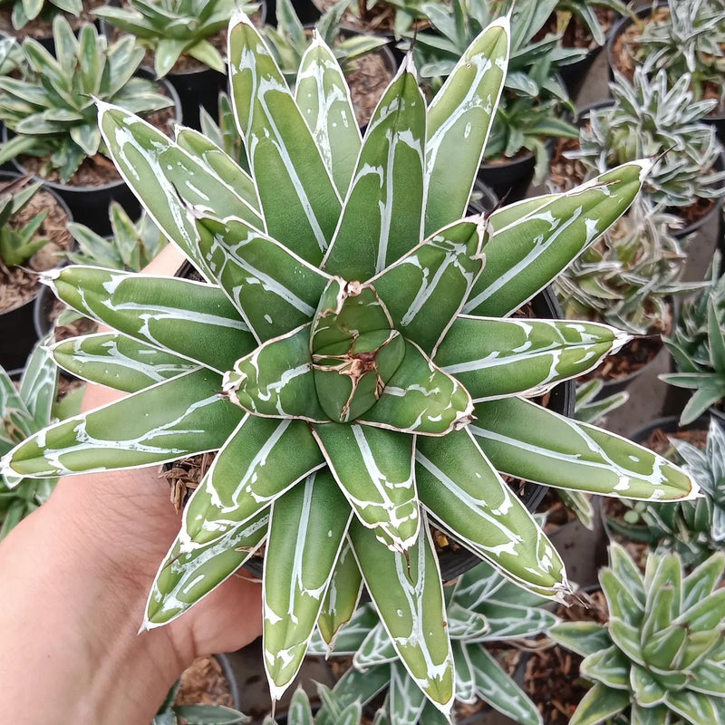 Agave victoriae reginae