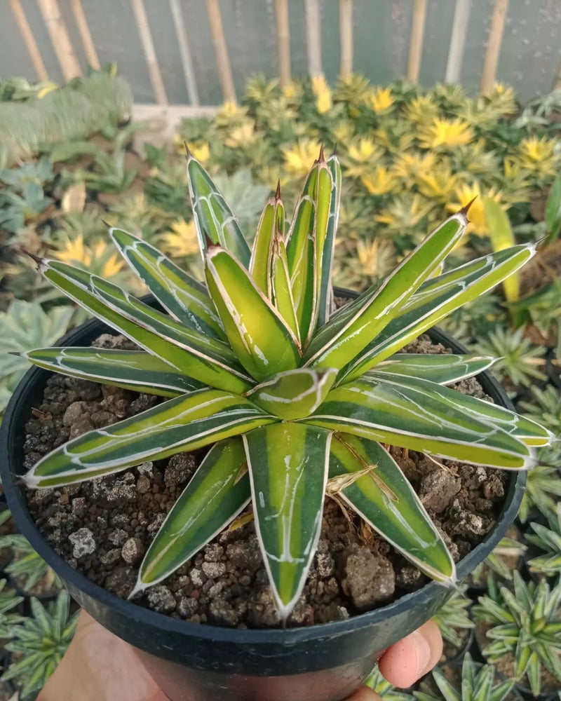 agave victoriae reginae  Variegated