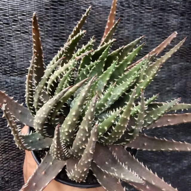 Aloe Humilis