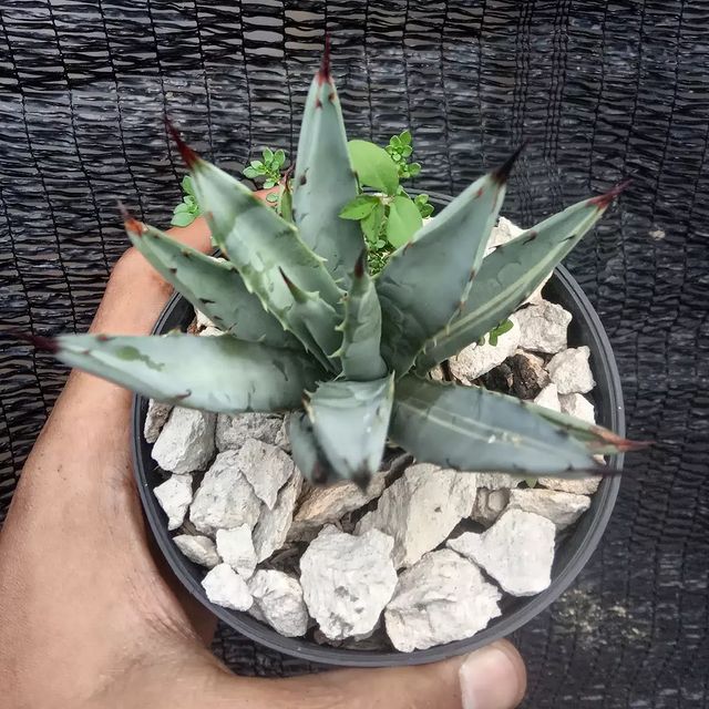 Agave Macrocantha Variegated