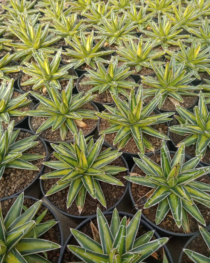 agave victoriae reginae  Variegated