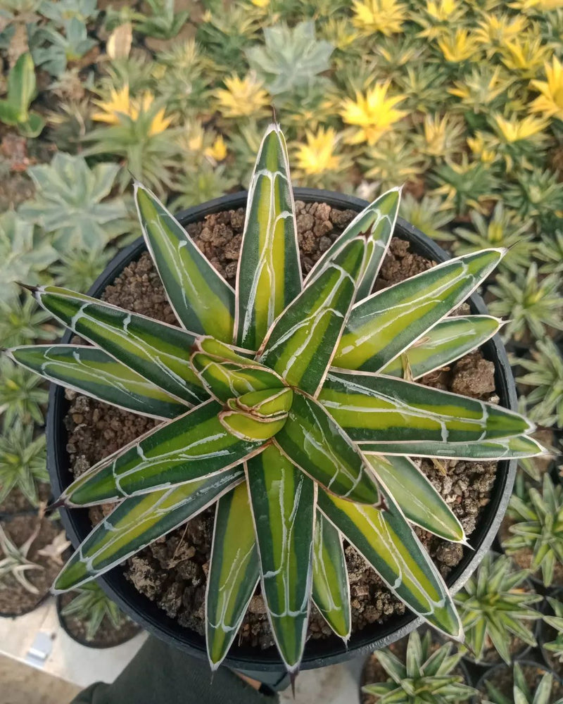 agave victoriae reginae  Variegated