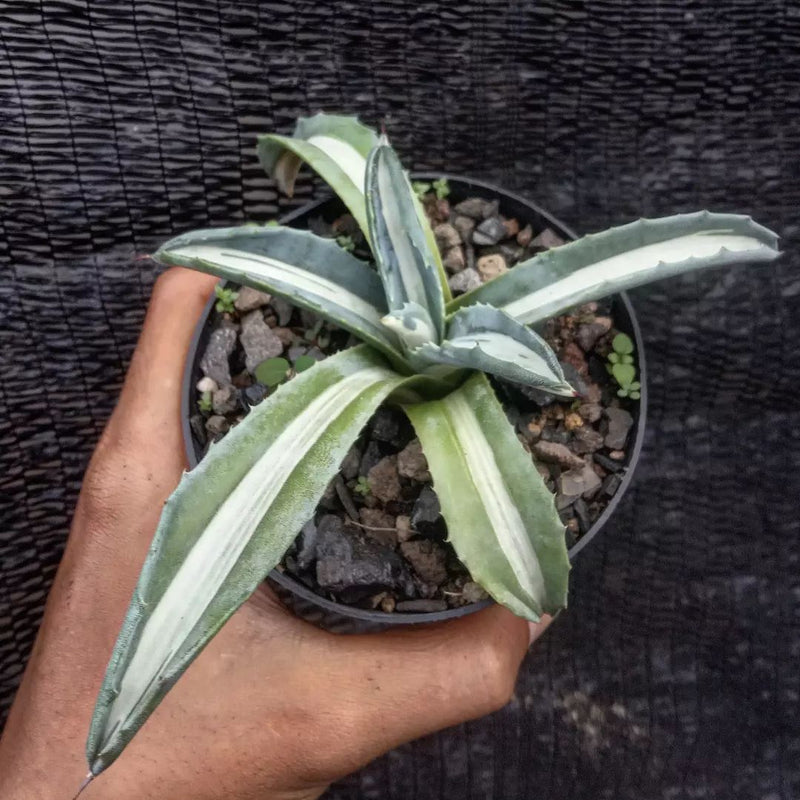 Agave Americana Mp Alba