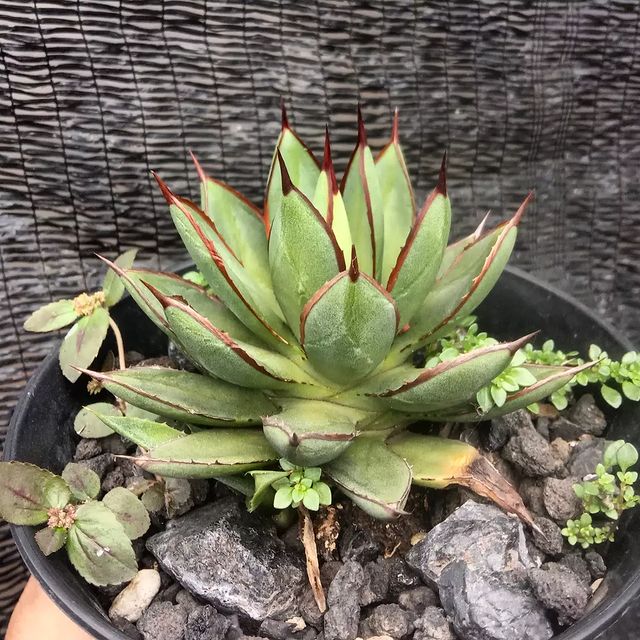 Agave burnt burgundy