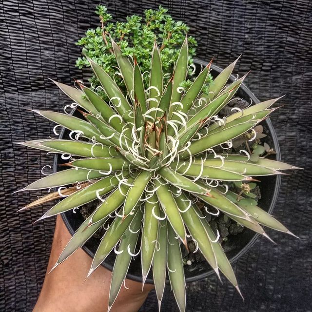 Agave Leopoldi Good Perform