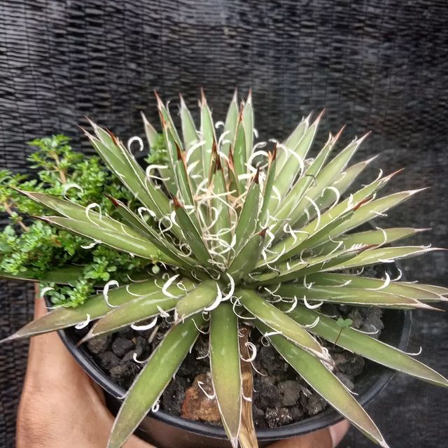 Agave Leopoldi Good Perform