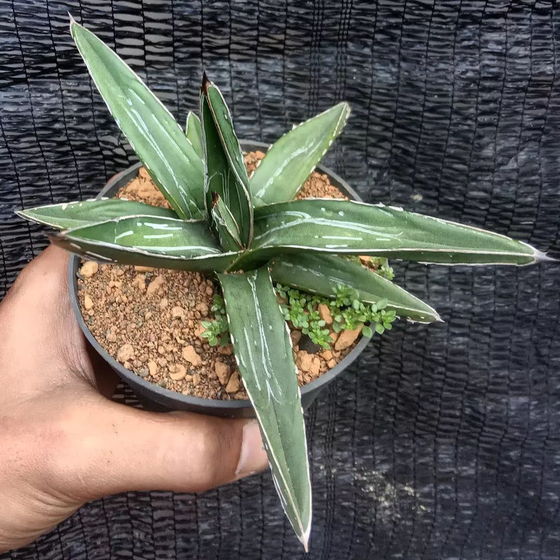 Agave Nickelseiae