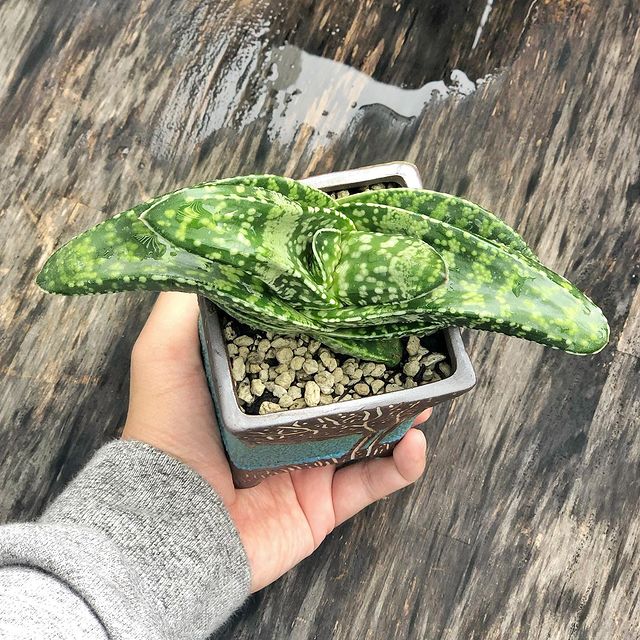 Gasteria Tigerspot