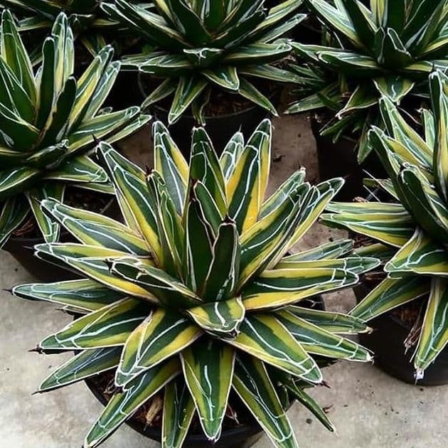 agave victoriae reginae  Variegated