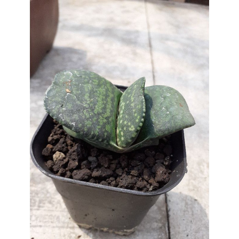 gasteria kyuryu