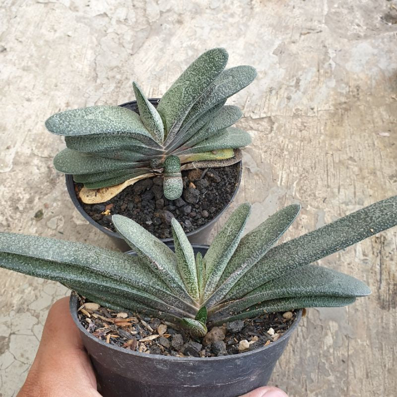 Gasteria baylissiana