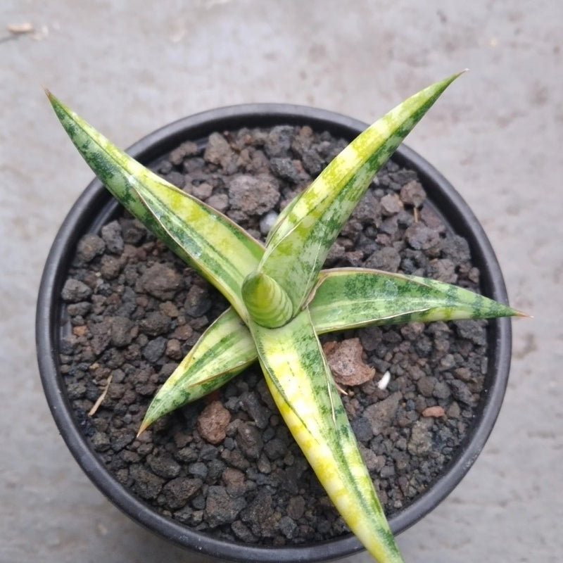 Sansevieria Ballyi Star Variegated