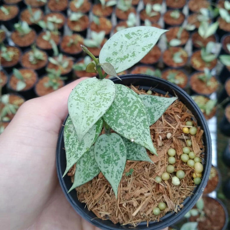 Hoya Lacunosa Leopard Skin