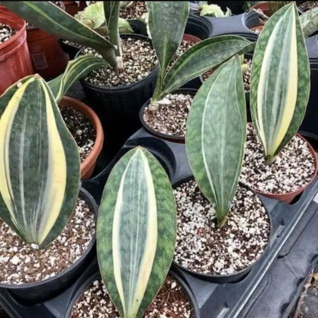 Sansevieria Masoniana Variegated