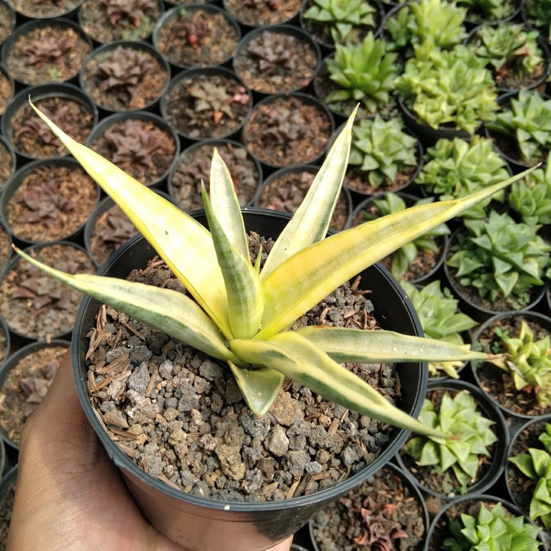 Sansevieria Gracillima