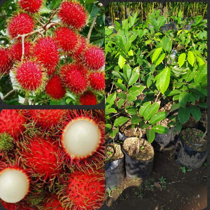 Nephelium Lappaceum Seed Rambutan Priba Fruit Tree