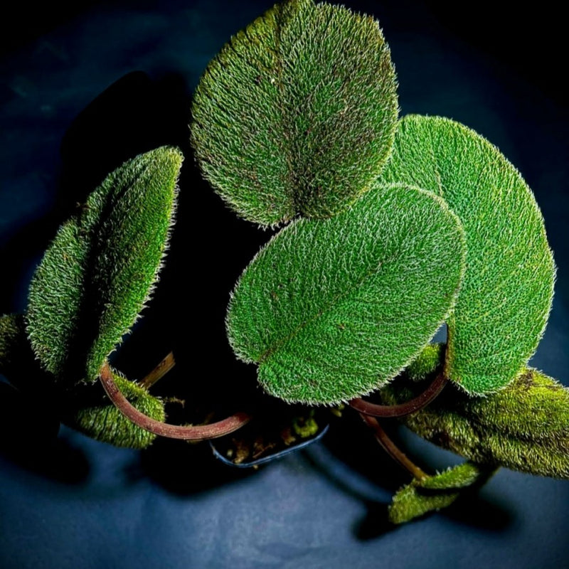 Homalomena feather leaf SP SUMATRA