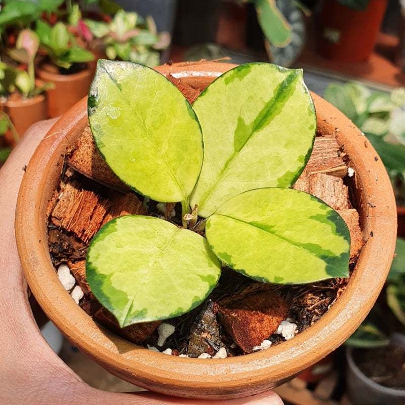 Hoya Australis Lisa