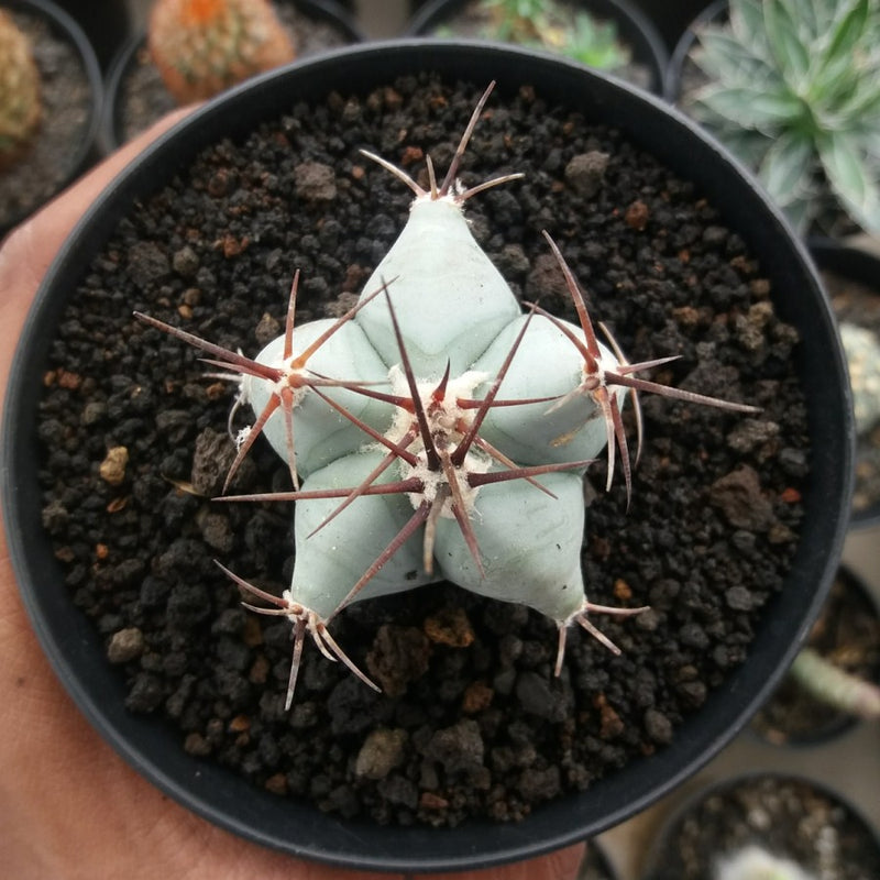 Echinocactus platyacanthus (seedling)