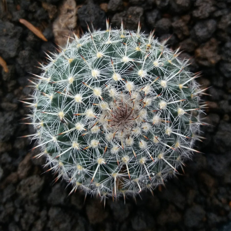 Mammillaria Hahniana Spp. Woodsii