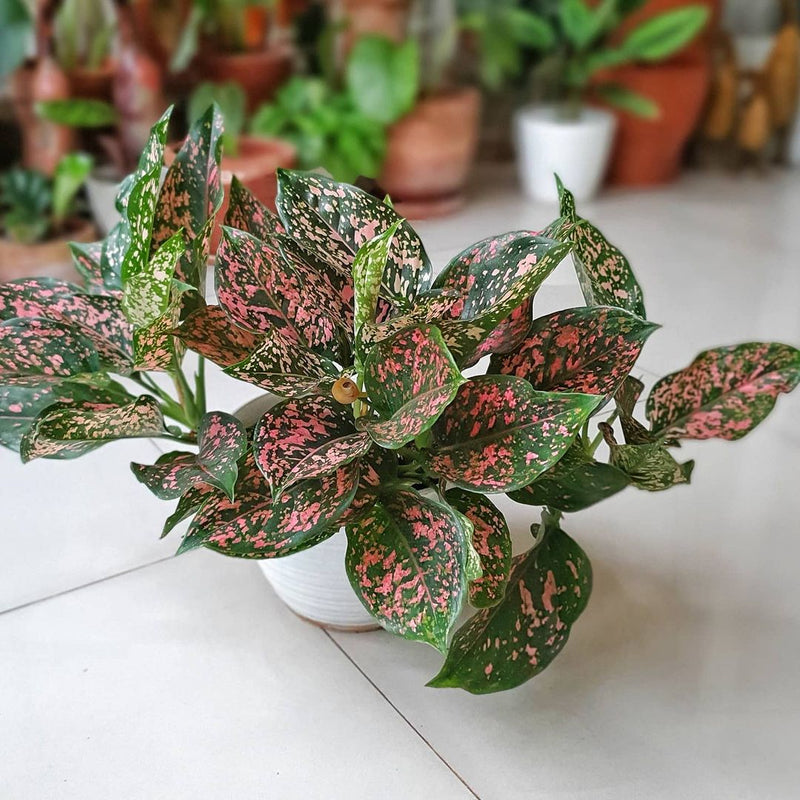 Aglaonema Pink Dalmation