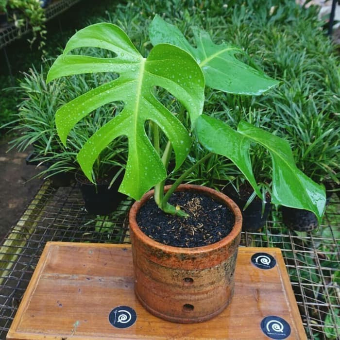 Monstera Deliciosa