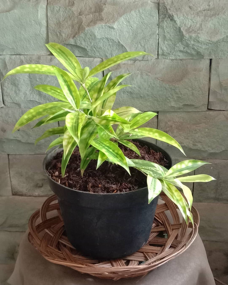 12 Dracaena Golden Variegated