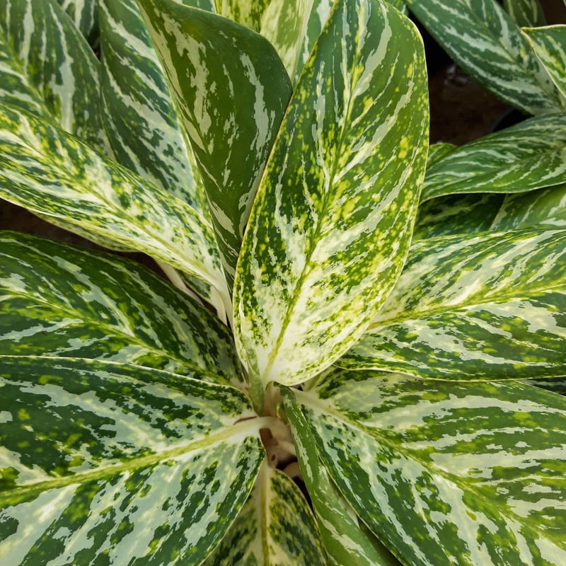 Aglaonema Golden Madonna