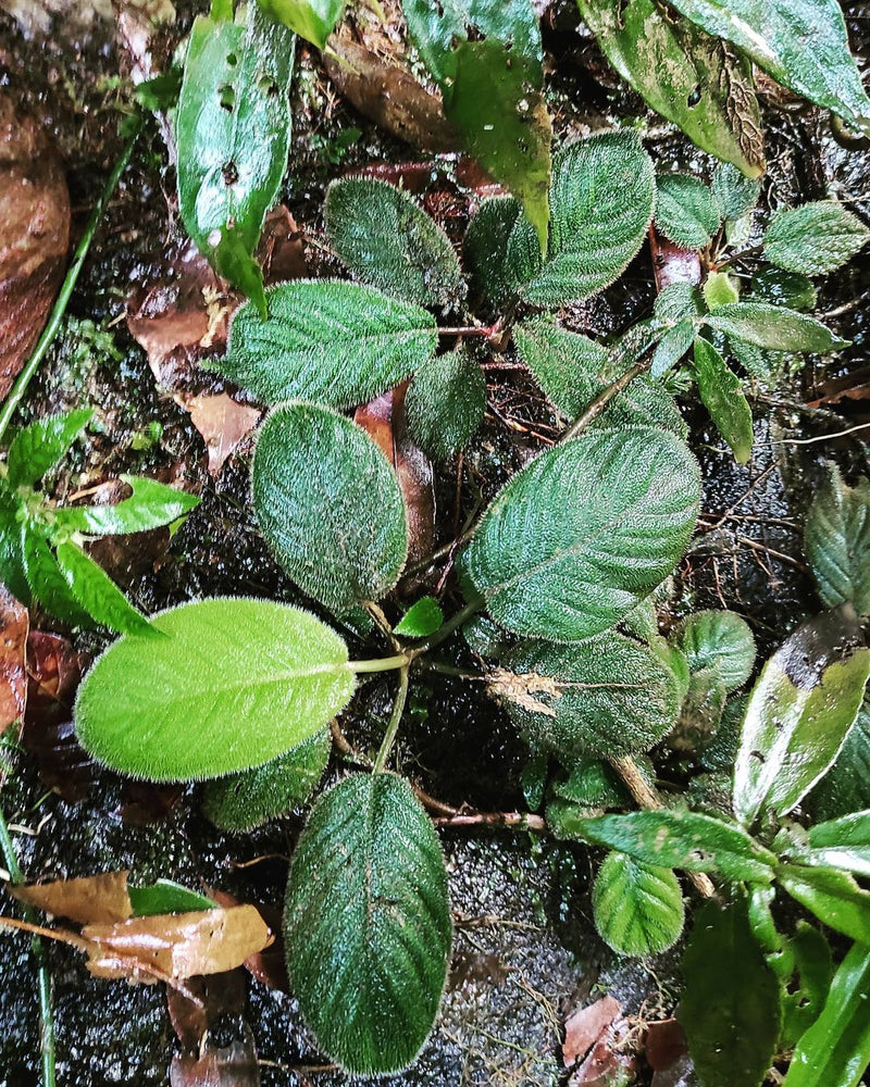 Homalomena feather leaf SP SUMATRA