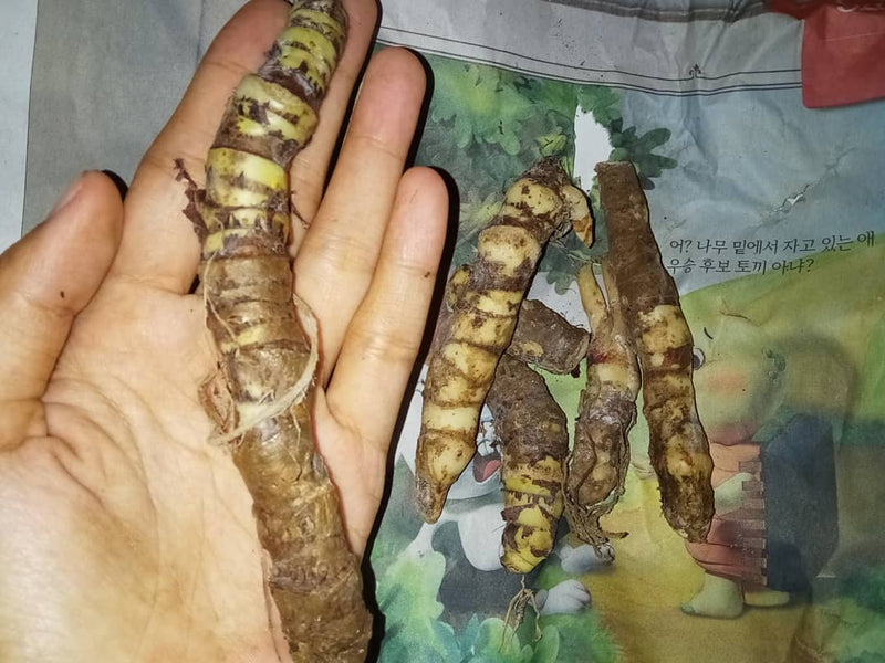 10 Tubers Alocasia Dragon scale