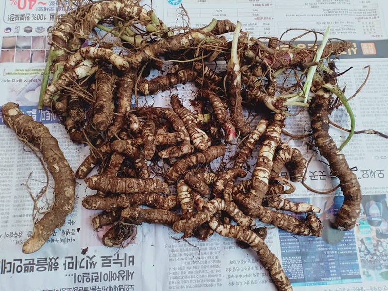 10 Tubers Alocasia Dragon scale