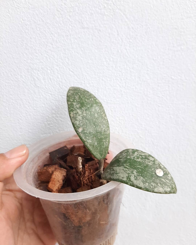 Hoya Rundumensis Splash