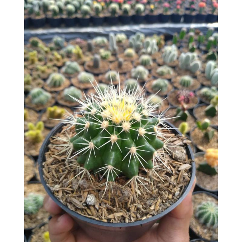 Eechinocactus grusonii cactus golden barrel