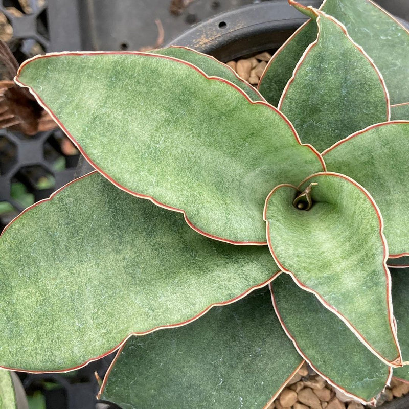 Sansevieria Rosalie