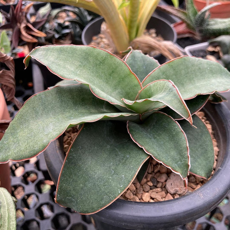 Sansevieria Rosalie