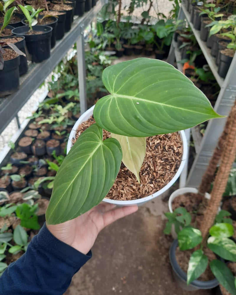 Philodendron Philodendron glorious Hybrid (Melanochrysum x gloriosum)