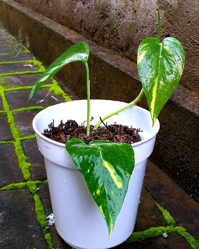 Epipremnum pinnatum Yellow Variegated