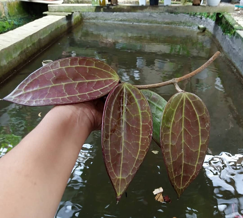 Hoya Macrophylla Red