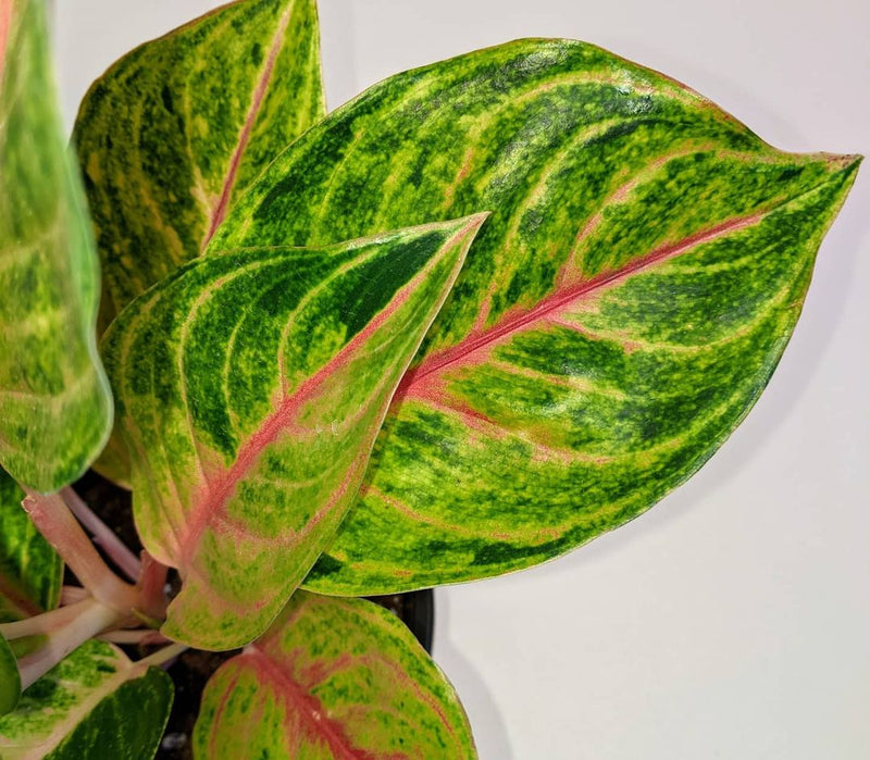 Aglaonema Green Papaya