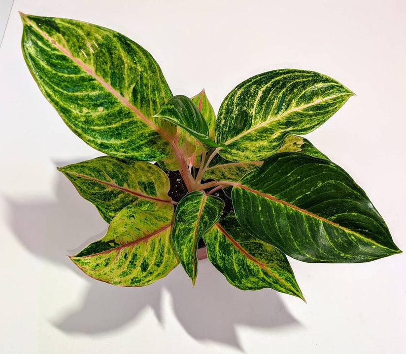 Aglaonema Green Papaya