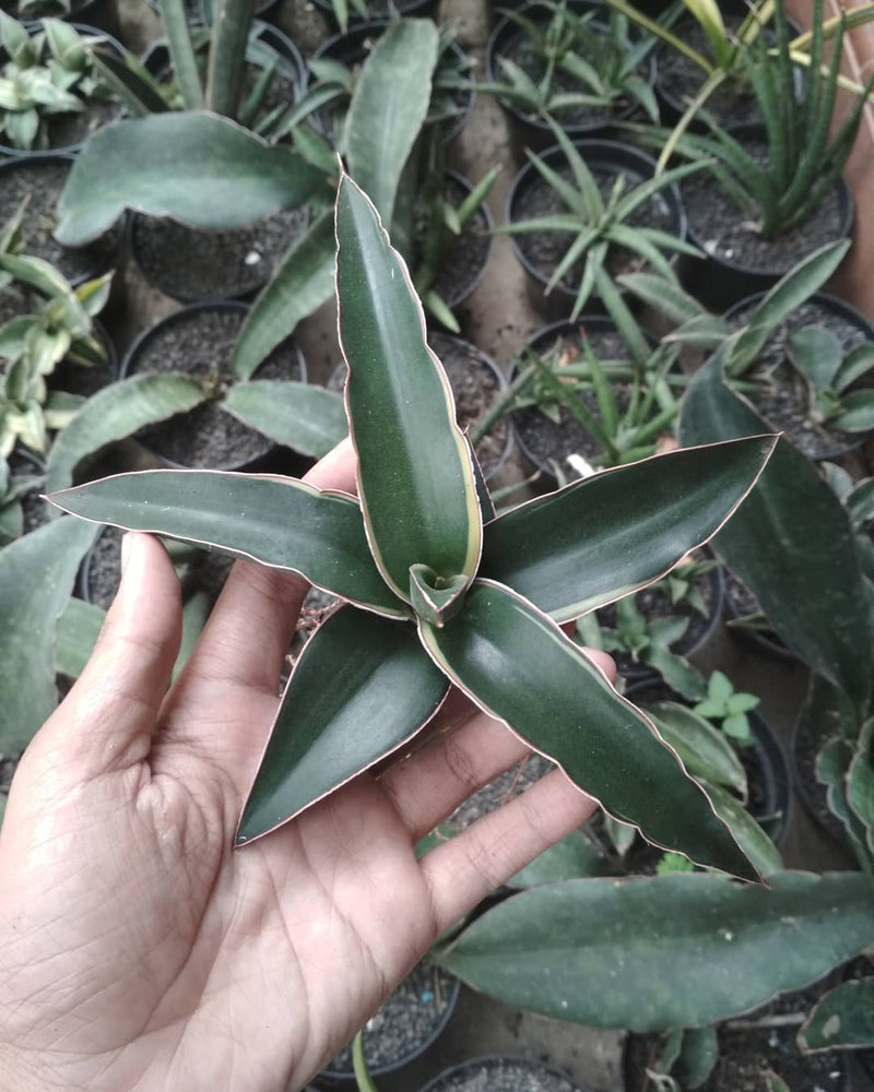 Sansevieria doris Pfennig  Variegated