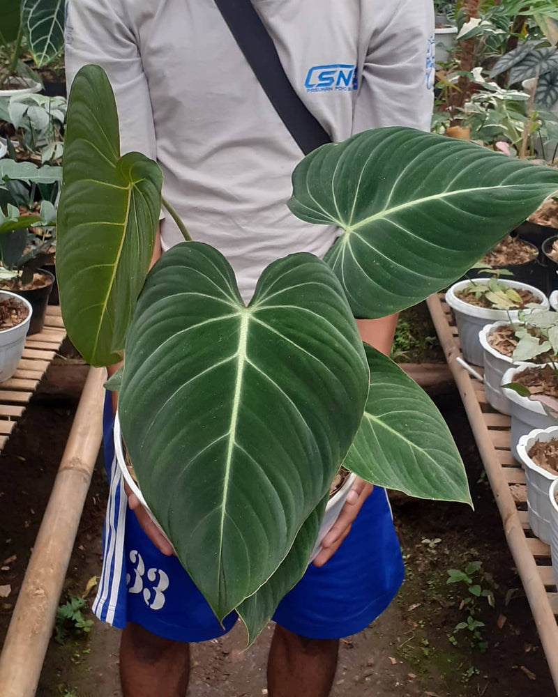 Philodendron Philodendron glorious Hybrid (Melanochrysum x gloriosum)