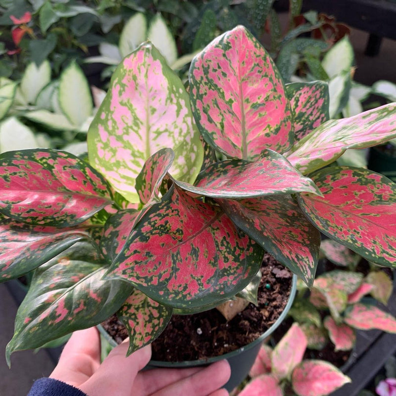 Aglaonema Wishes