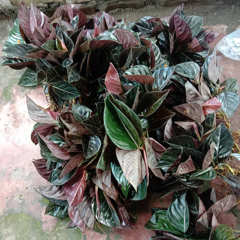 12 Aglaonema Rotundum