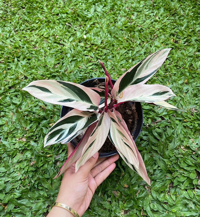 Calathea Meranti Bali