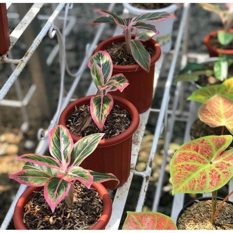 Aglaonema Lotus Delight