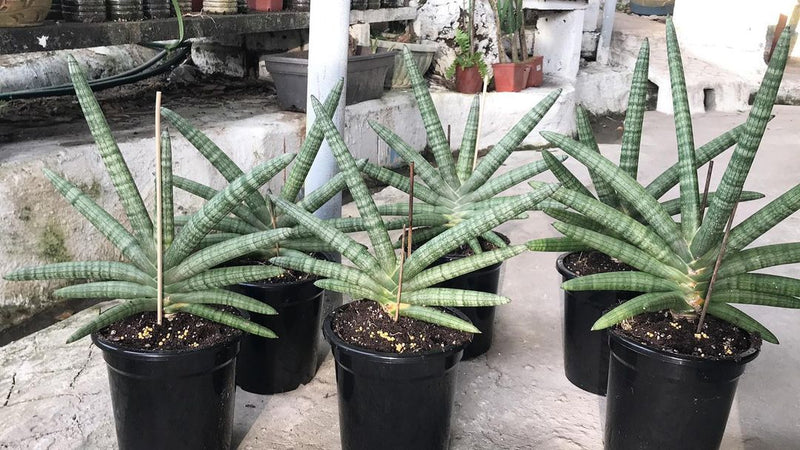 sansevieria cylindrica starfish