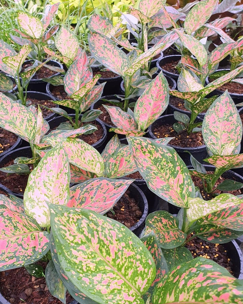 Aglaonema Wishes