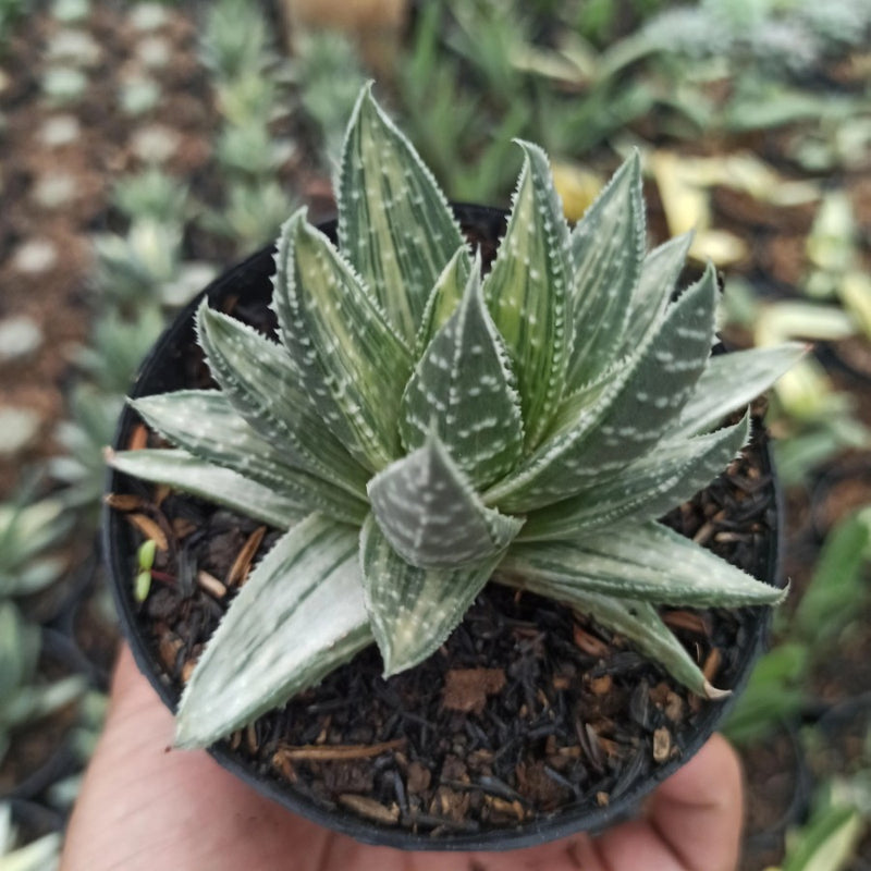 Gasteria beguinii varigated