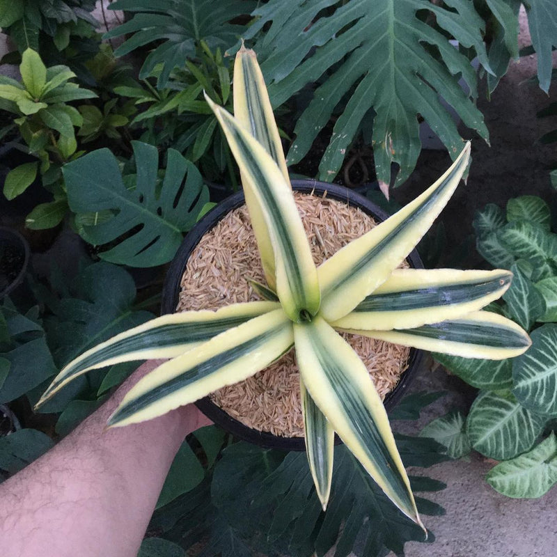 sansevieria katana variegated